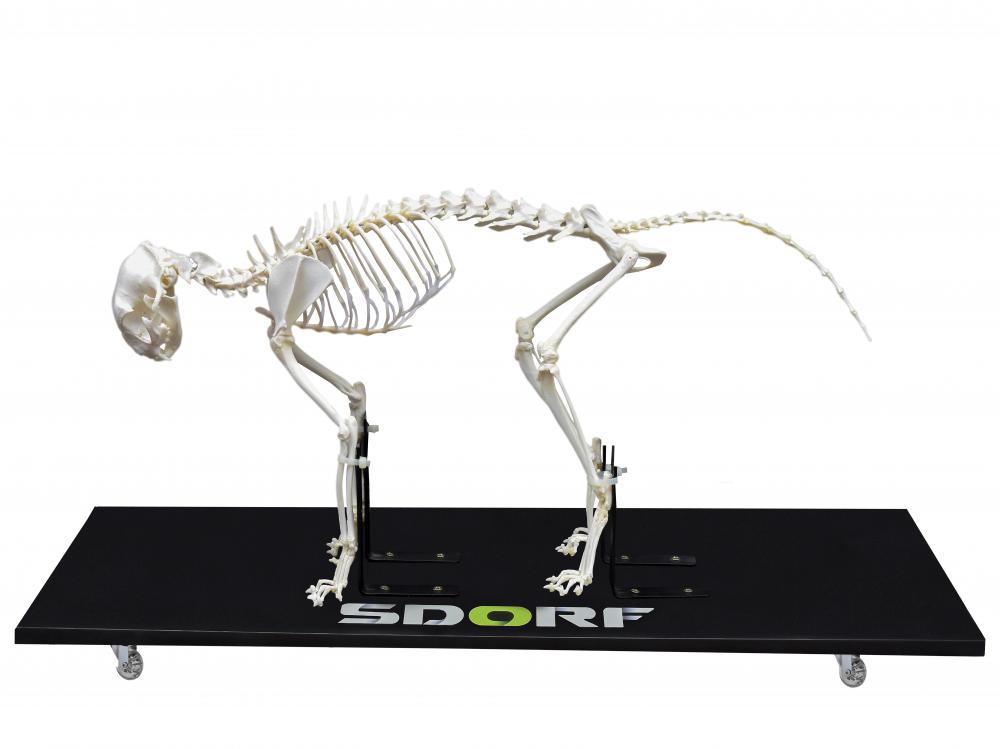 Esqueletos Veterinários