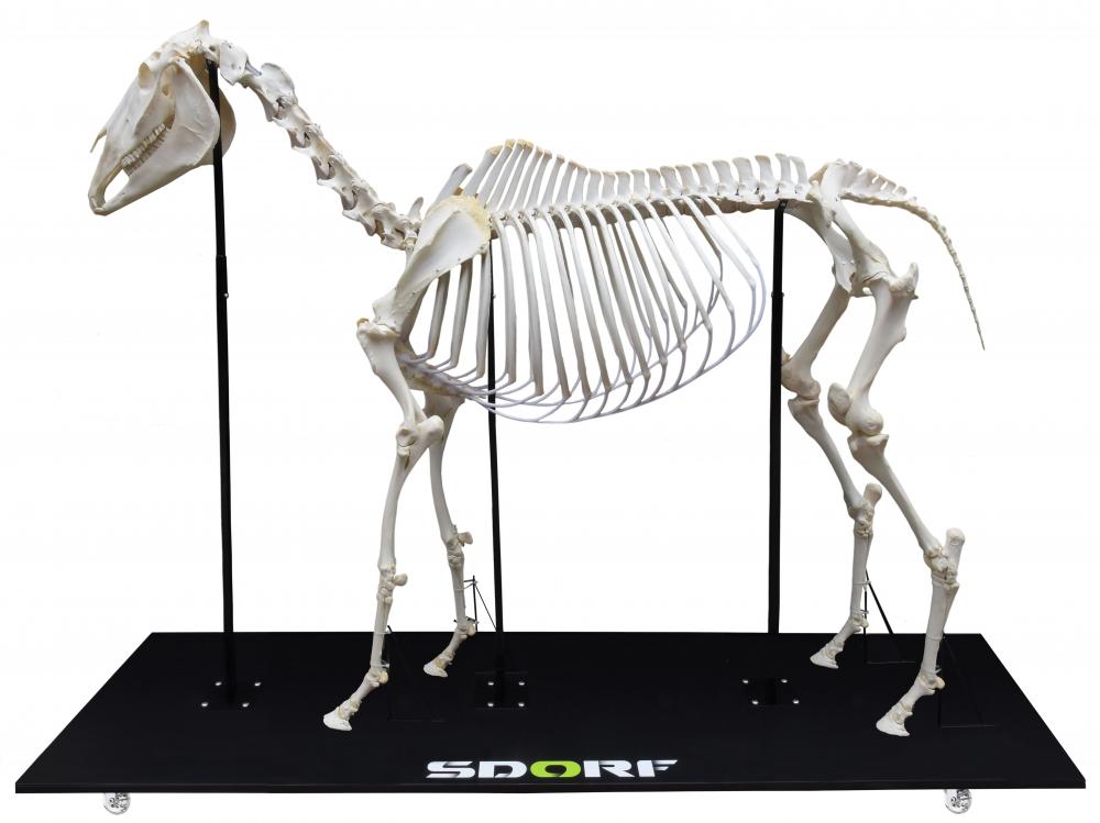 Equino