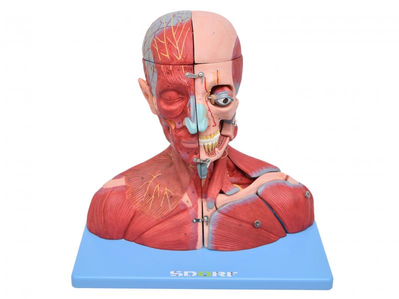 CABEÇA, PESCOÇO C/ PARTE DO TRONCO MUSCULADOS EM CORTE SAGITAL C/ 19 PARTES