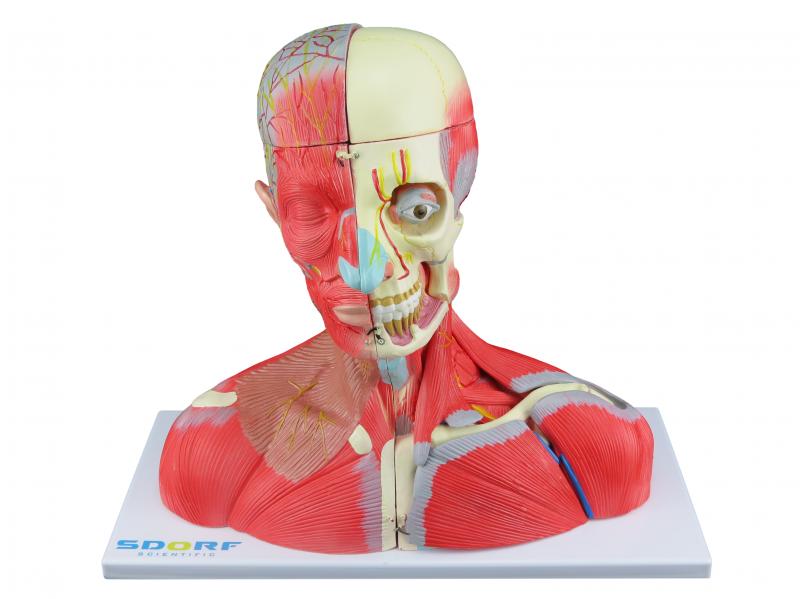 CABEÇA, PESCOÇO E PARTE DO TRONCO MUSCULADOS EM 19 PARTES
