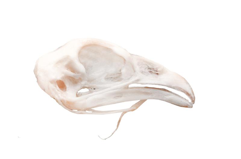 CRÂNIO NATURAL DE GALINHA (GALUS GALUS DOMESTICUS)