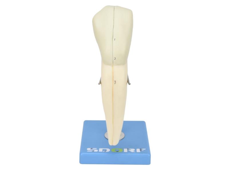 DENTE CANINO INFERIOR EM 2 PARTES, 8X O TAMANHO REAL APROX.