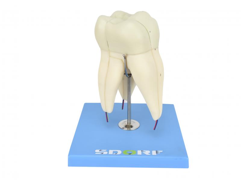 DENTE MOLAR SUPERIOR C/ RAIZ TRIPLA EM 3 PARTES, 8X O TAMANHO REAL APROX.