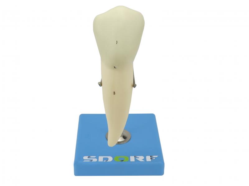 DENTE PRÉ-MOLAR INFERIOR C/ RAIZ ÚNICA, 8X O TAMANHO REAL APROX.