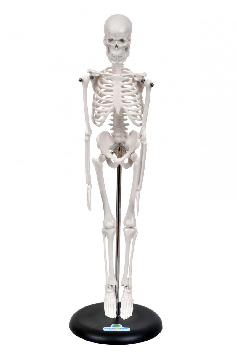 ESQUELETO HUMANO DE 45 CM C/ SUPORTE
