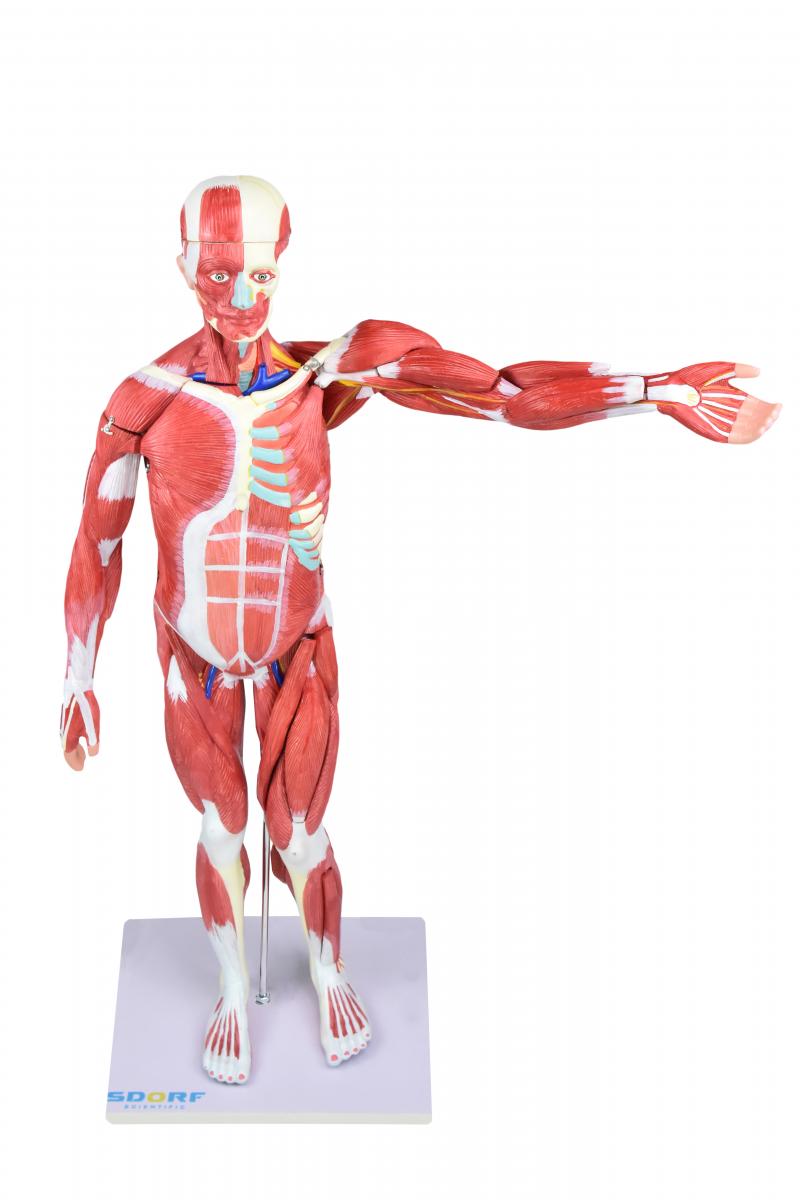 FIGURA MUSCULAR ASSEXUADA DE 80CM “3/4 DO TAMANHO REAL” C/ ÓRGÃOS INTERNOS EM 30 PARTES