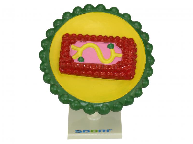 MODELO DE VÍRUS HIV