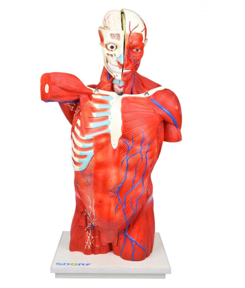 TORSO BISSEXUAL MUSCULAR DE 94CM C/ 27 PARTES C/ BASE DE MADEIRA