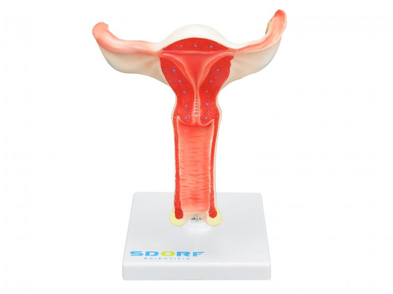 VAGINA COM ÚTERO EM TAMANHO REAL