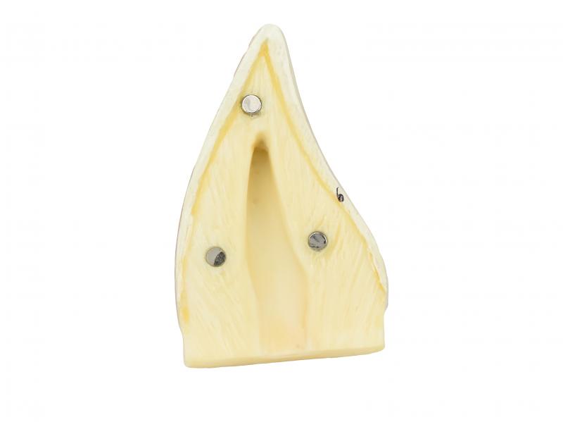 DENTE CANINO INFERIOR EM 2 PARTES, 8X O TAMANHO REAL APROX.