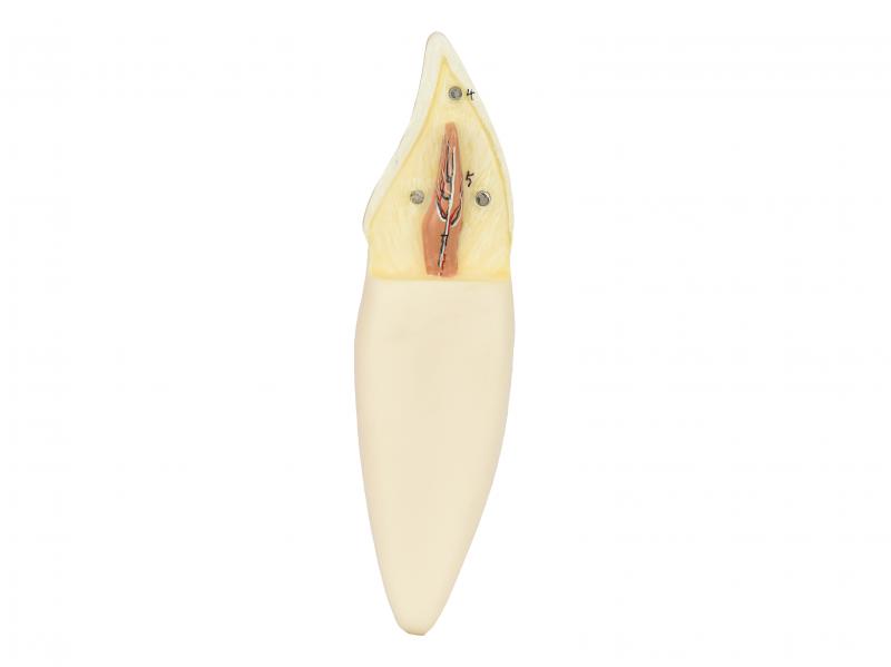 DENTE CANINO INFERIOR EM 2 PARTES, 8X O TAMANHO REAL APROX.