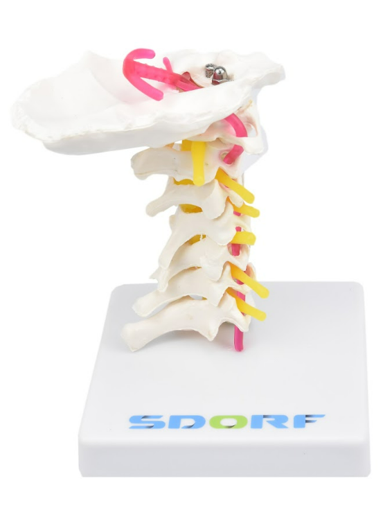 COLUNA CERVICAL