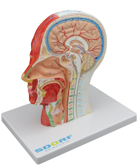 HEMI CABEÇA MUSCULADA C/ CORTE SAGITAL