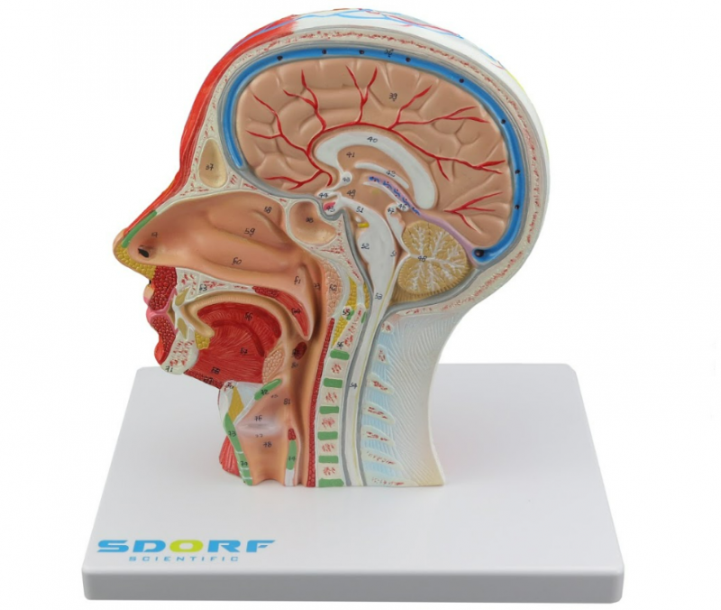 HEMI CABEÇA MUSCULADA C/ CORTE SAGITAL