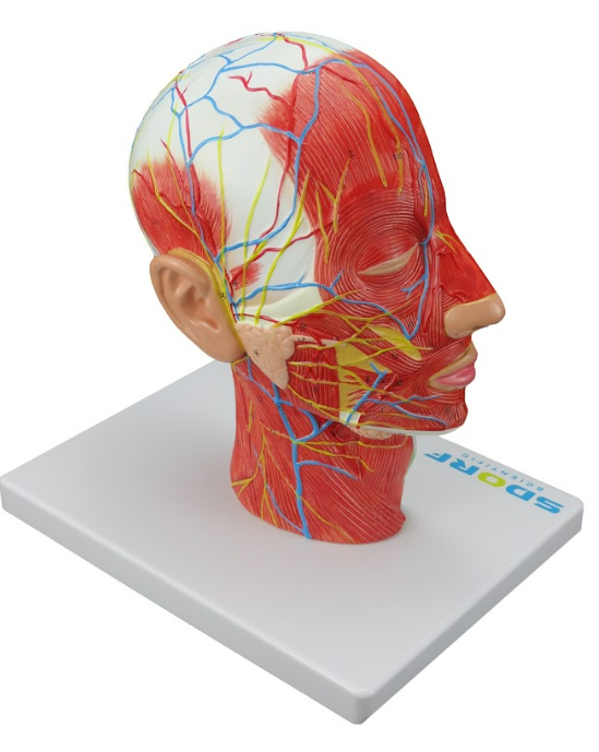 HEMI CABEÇA MUSCULADA C/ CORTE SAGITAL