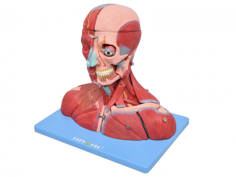 CABEÇA, PESCOÇO C/ PARTE DO TRONCO MUSCULADOS EM CORTE SAGITAL C/ 19 PARTES