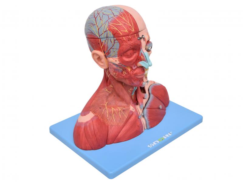 CABEÇA, PESCOÇO C/ PARTE DO TRONCO MUSCULADOS EM CORTE SAGITAL C/ 19 PARTES