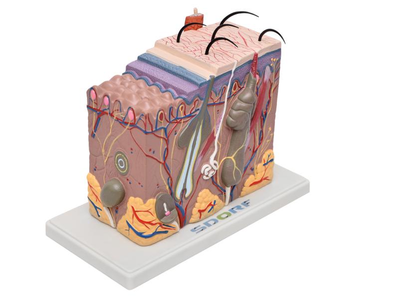 CORTE DE PELE EM BLOCO