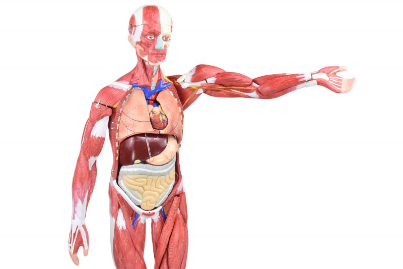 FIGURA MUSCULAR ASSEXUADA DE 80CM “3/4 DO TAMANHO REAL” C/ ÓRGÃOS INTERNOS EM 30 PARTES