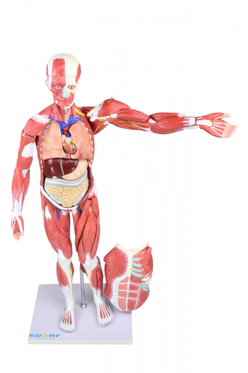 FIGURA MUSCULAR ASSEXUADA DE 80CM “3/4 DO TAMANHO REAL” C/ ÓRGÃOS INTERNOS EM 30 PARTES