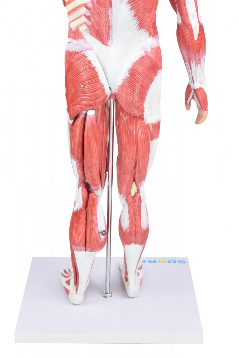 FIGURA MUSCULAR ASSEXUADA DE 80CM “3/4 DO TAMANHO REAL” C/ ÓRGÃOS INTERNOS EM 30 PARTES