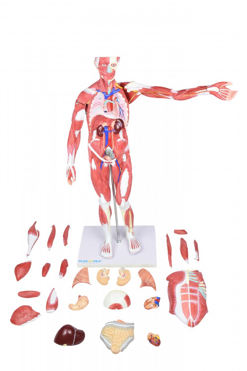 FIGURA MUSCULAR ASSEXUADA DE 80CM “3/4 DO TAMANHO REAL” C/ ÓRGÃOS INTERNOS EM 30 PARTES