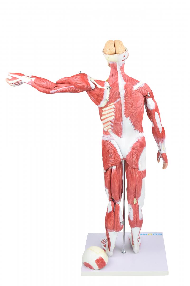 FIGURA MUSCULAR ASSEXUADA DE 80CM “3/4 DO TAMANHO REAL” C/ ÓRGÃOS INTERNOS EM 30 PARTES