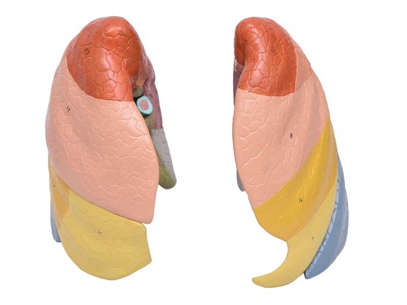 PULMÃO SEGMENTADO EM CORES