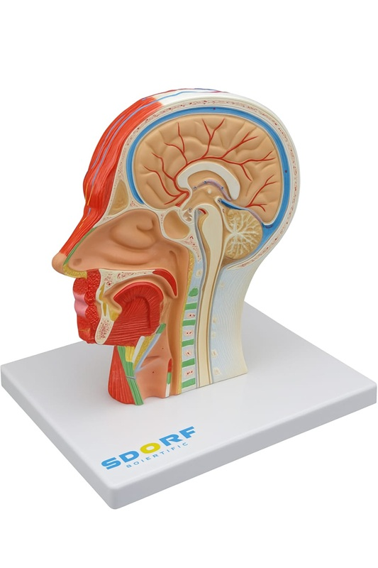 HEMI CABEÇA MUSCULADA C/ CORTE SAGITAL
