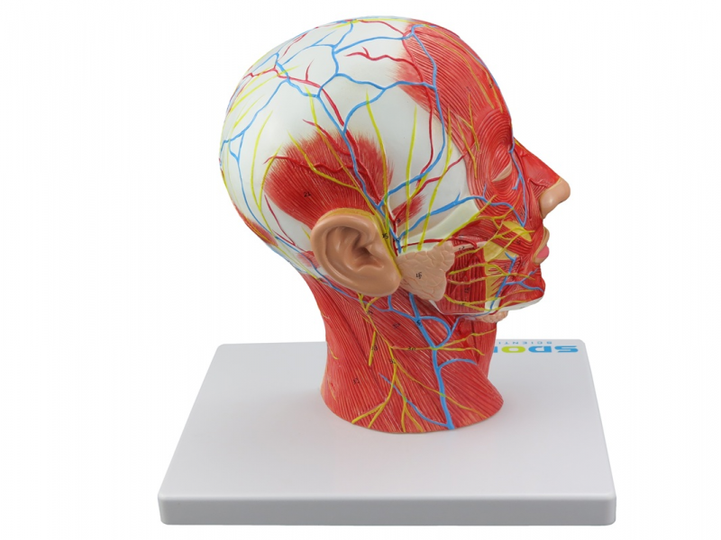 HEMI CABEÇA MUSCULADA C/ CORTE SAGITAL