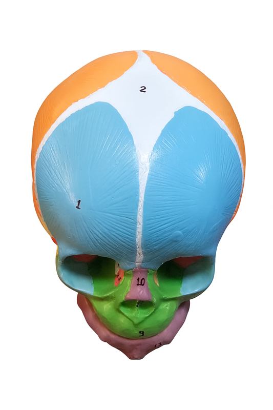 CRÂNIO HUMANO INFANTIL COLORIDO