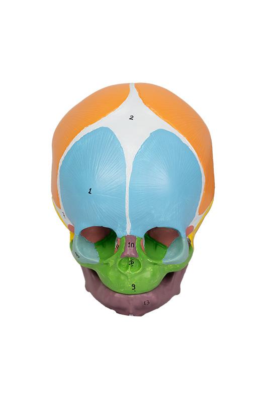 CRÂNIO HUMANO INFANTIL COLORIDO