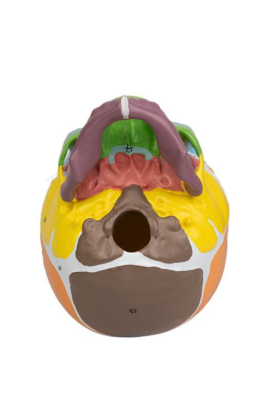 CRÂNIO HUMANO INFANTIL COLORIDO