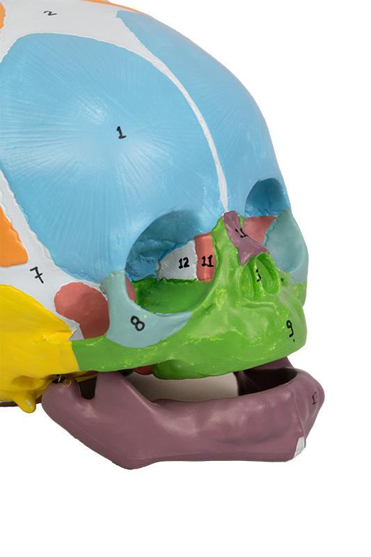 CRÂNIO HUMANO INFANTIL COLORIDO