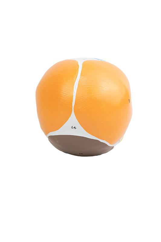 CRÂNIO HUMANO INFANTIL COLORIDO