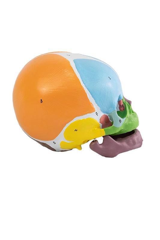 CRÂNIO HUMANO INFANTIL COLORIDO