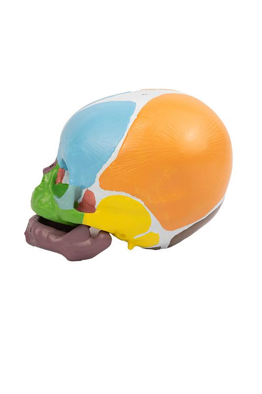 CRÂNIO HUMANO INFANTIL COLORIDO