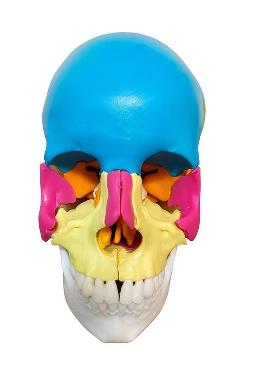 CRÂNIO HUMANO ADULTO COLORIDO EM 22 PARTES (EXPLODIDO)