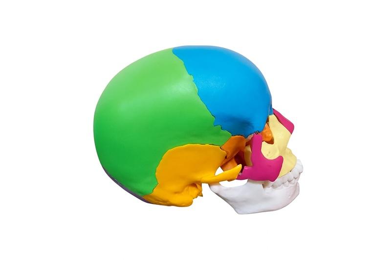 CRÂNIO HUMANO ADULTO COLORIDO EM 22 PARTES (EXPLODIDO)