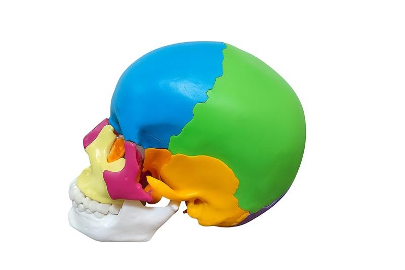 CRÂNIO HUMANO ADULTO COLORIDO EM 22 PARTES (EXPLODIDO)