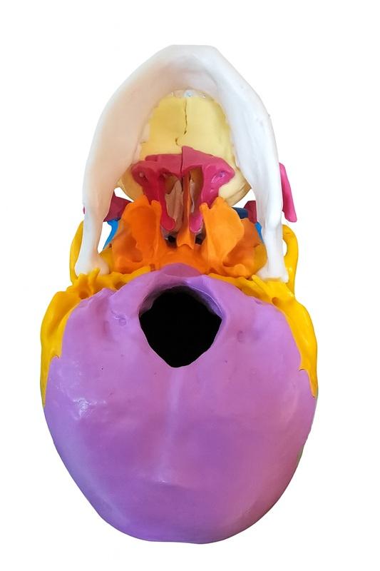 CRÂNIO HUMANO ADULTO COLORIDO EM 22 PARTES (EXPLODIDO)