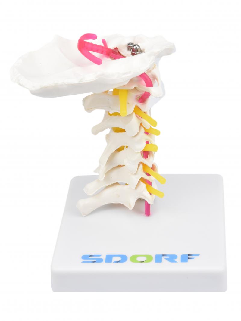COLUNA CERVICAL