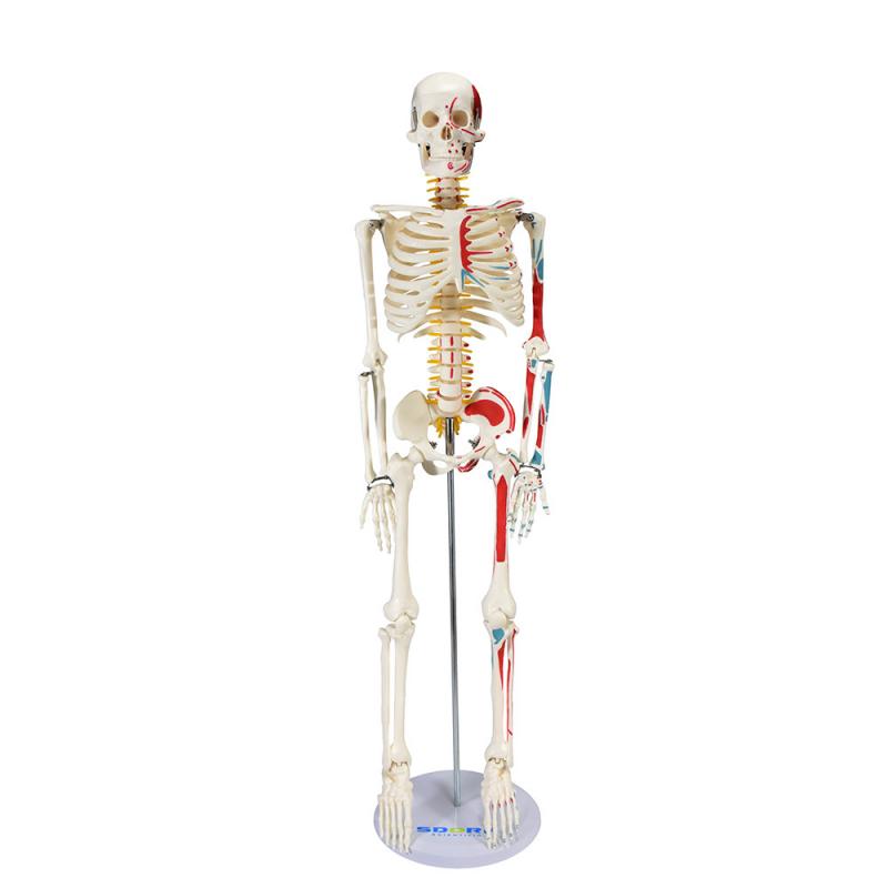 ESQUELETO HUM. DE 85 CM C/ INSERÇÃO E ORIGEM MUSCULAR C/ SUPORTE