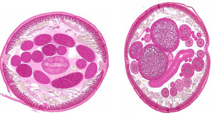 KIT C/ 30 LÂMINAS PREPARADAS ESTUDO PARASITOLOGIA 